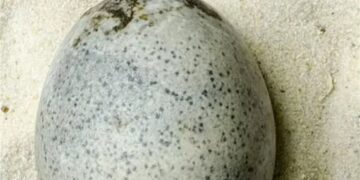 العثور على بيضة نادرة عمرها 1700 عام  ,, “سليمة”