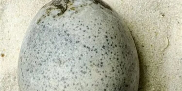العثور على بيضة نادرة عمرها 1700 عام  ,, “سليمة”
