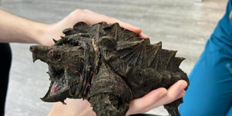 العثور على سلحفاة نادرة تشبه “الديناصور”