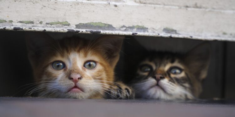 فرنسي يحتجـــز “جثث 100 قطة” في ثلاجة