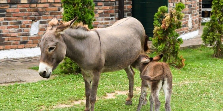 مستحضرات التجميل تهدد الحمير بالانقراض