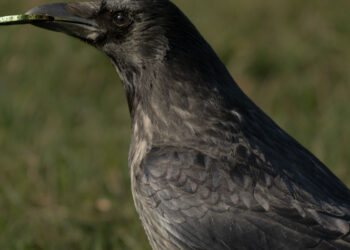 حيوانات ترد الجميل لصاحبه الذي يطعمه