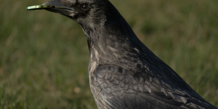 حيوانات ترد الجميل لصاحبه الذي يطعمه