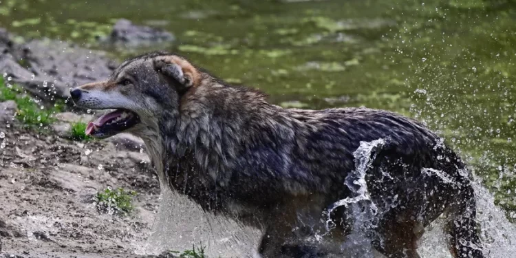 تتبـــــع “أطول رحلة” لـذئب عبر أوروبا