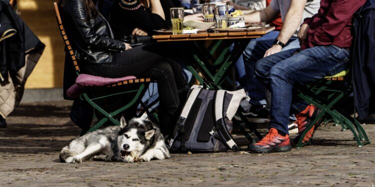 دراسة حديثة تكشف عن نتائج “غير متوقعة” عن نقل الفيروسات أكثر الإنسان أم الحيوانات