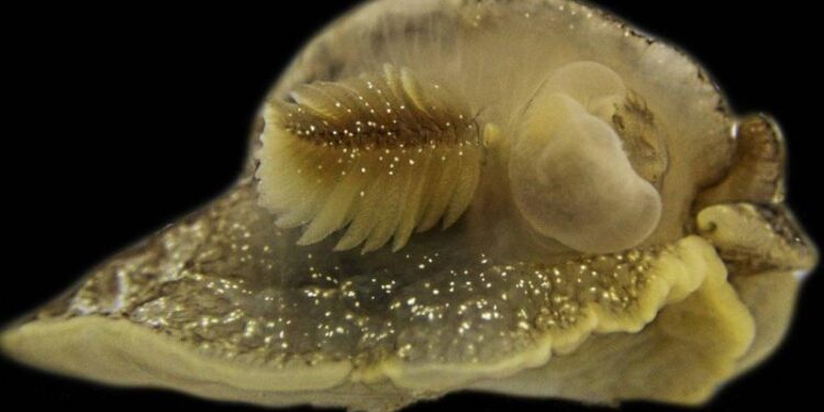 اكتشاف مخلوق بحري غامض بالصدفة