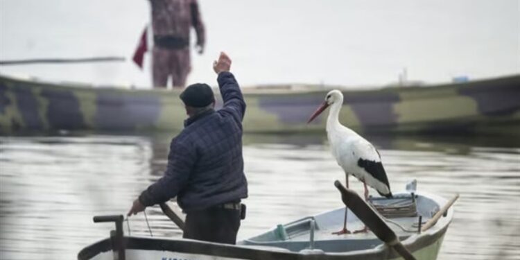 طائر لقلق يتردد على صياد تركي سنويا ,, “منذ 13 عاما”