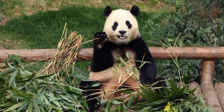 حديقة حيوان تـــودع الكنز الميمون