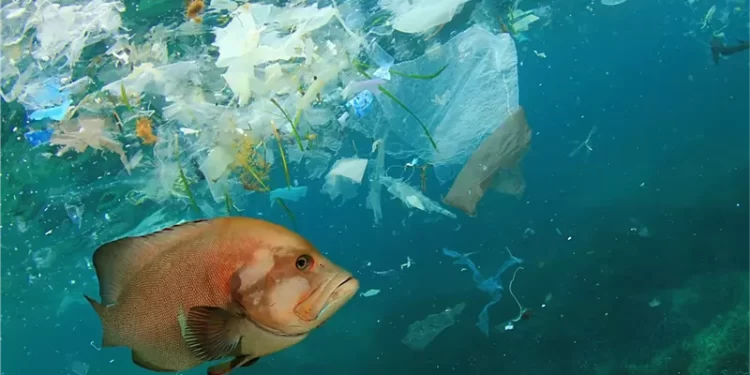 كارثة بيئية .. الأسماك تبتلــــع البلاستيك منذ عقود