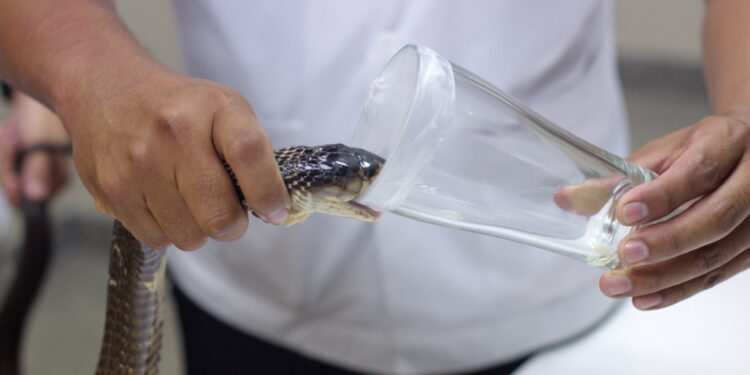 الهند .. استخدام سم الكوبرا كمخدرات للانتشاء