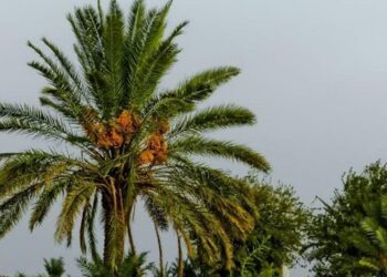 تمور العراق في المرتبة الرابعة عالمياً