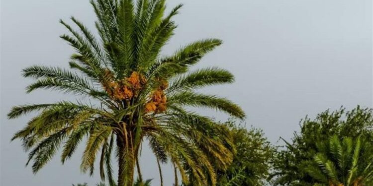 تمور العراق في المرتبة الرابعة عالمياً