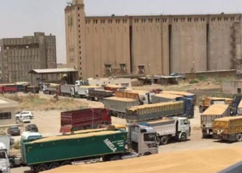 مع حلول موسم التسويق.. هل تقع الحكومة ضحية نصب “محتالي الحنطة”؟