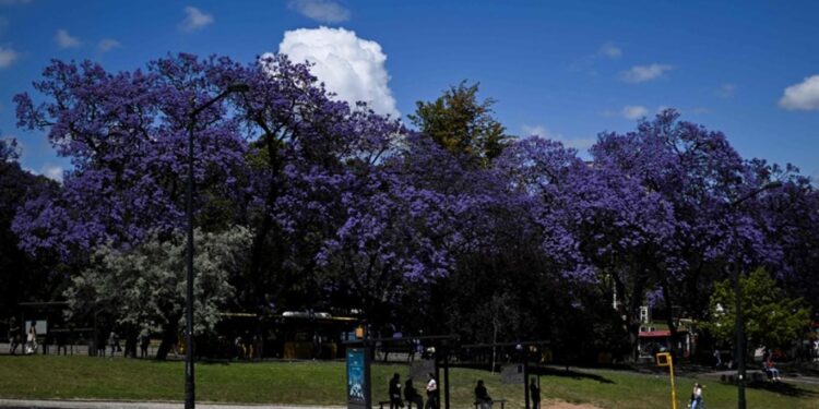 أشجار الجاكاراندا تلبس شوارع لشبونة حلتهـــا “الزرقاء والبنفسجية”