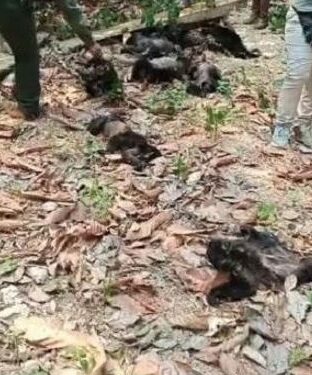 موجة حر تحول قرود المكسيك إلى “تفاح غير صالح للأكل”