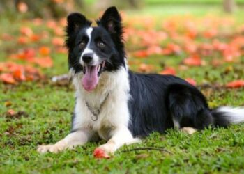 الرحلة الأولى لشركة طيران الكلاب الفاخرة