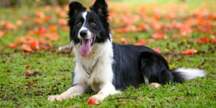 الرحلة الأولى لشركة طيران الكلاب الفاخرة