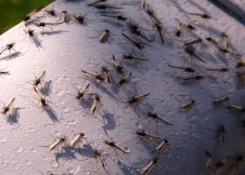 أسراب البعوض تغزو مناطق في روسيا