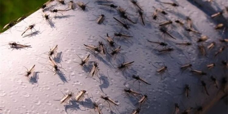 أسراب البعوض تغزو مناطق في روسيا
