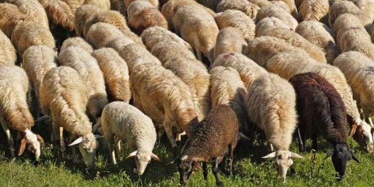 عمليات بوتوكس وتجميل للخراف في سوريا