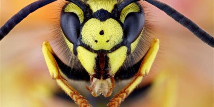 بريطانية .. السلطات تحذر من غـــزو الدبابير الآسيوية