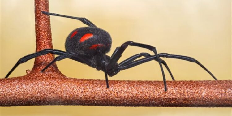 عناكب الأرملة السوداء تجتاح أمريكا