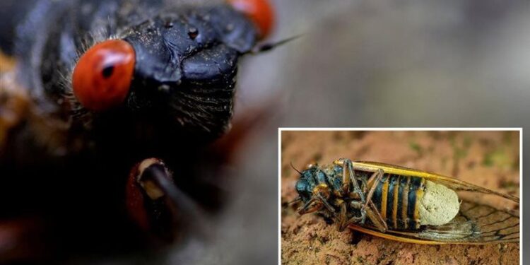 حشرات الزومبي تجتاح ولايات أمريكية