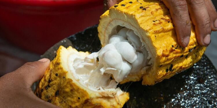 الغلاء يحكم قبضته على أشجار الكاكاو والشوكولاتة أولى الضحايا