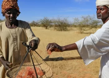 سلعة تجارية تمول أطراف الحرب في السودان ,,, “الصمغ العربي”