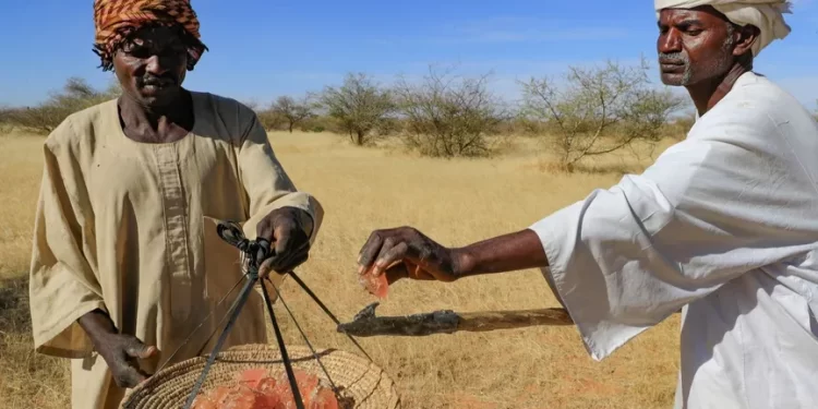 سلعة تجارية تمول أطراف الحرب في السودان ,,, “الصمغ العربي”