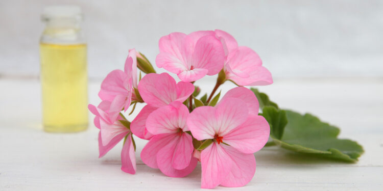 فوائد زيت الجيرانيوم الطبيعي واستخداماته المتعددة