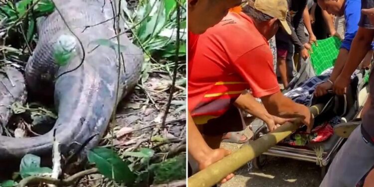 اندونيسيا ..ثعبان عملاق يبتلع إمرأة بكامل ملابسها