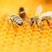 التغيرات المناخية تؤثر على إنتاج العسل في فرنسا