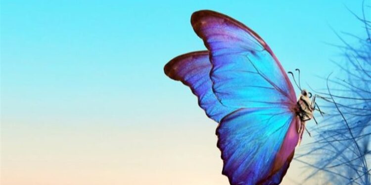 فراشات أوروبية تقطع مسافة 4200 كم لتصل إلى أمريكا الجنوبية