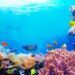 بسبب التغيرات المناخية الشعاب المرجانية في ماليزيا تتعرض لموجة ابيضاض
