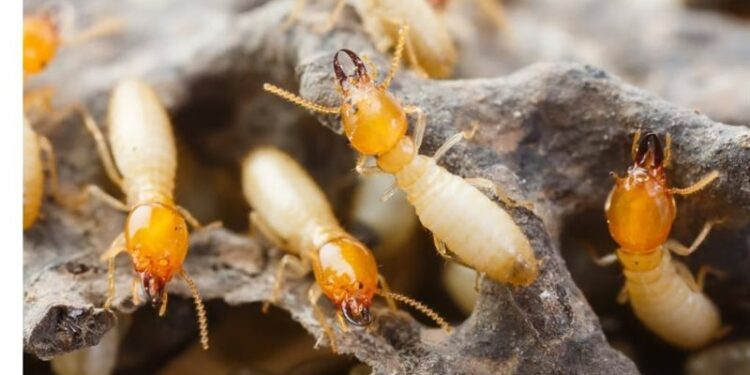 اكتشاف رائحة طيبة تقضـــي على النمل