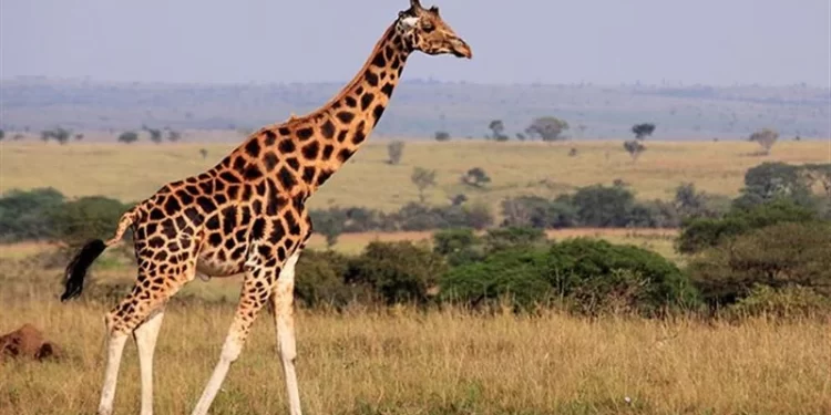 زرافة تلتقط طفلة صغيرة من داخل سيارة