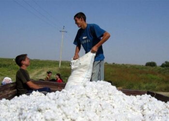 العراق يحتل المرتبة الرابعة  بانتاج للقطن