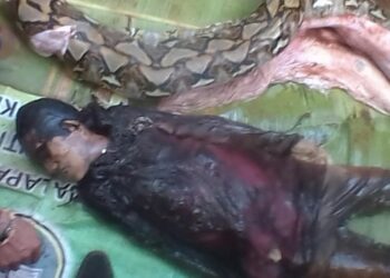 اندونيسيا .. العثور على جثة امرأة في جوف ثعبان