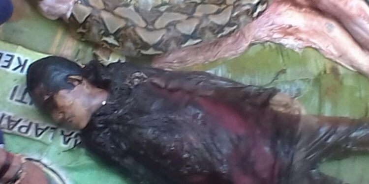 اندونيسيا .. العثور على جثة امرأة في جوف ثعبان