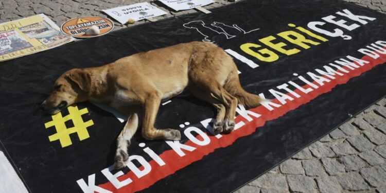 تركيا.. اقرار قانونا لجمع الكلاب الضالة ونقلها إلى ملاجئ