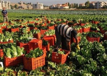 محاصيل زراعية تتحدى التغيرات المناخية
