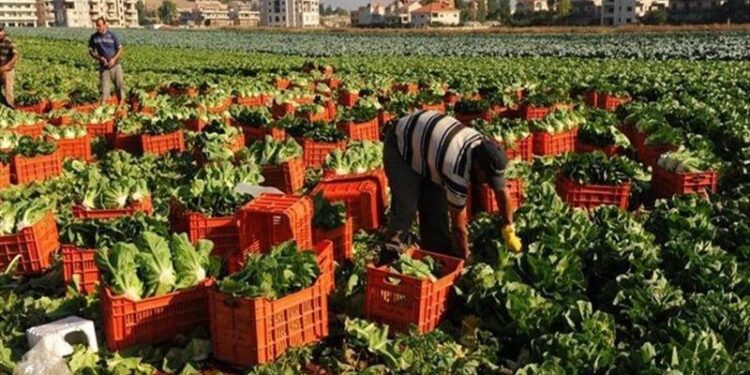 محاصيل زراعية تتحدى التغيرات المناخية