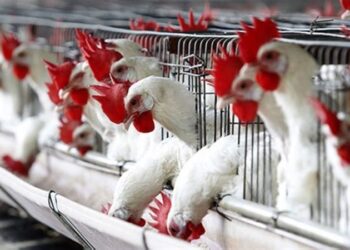 العراق من ضمن كبار المستوردين عالمياً والمنتجيـــــن عربياً للحوم الدجاج