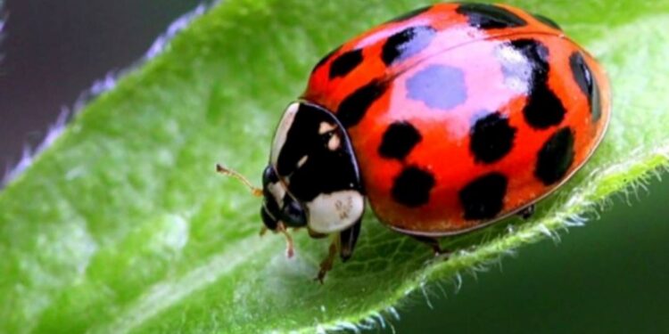 تونس.. استيـــــراد “الدّعسوقة” للتّخلص من “الحشرة القرمزيّة”