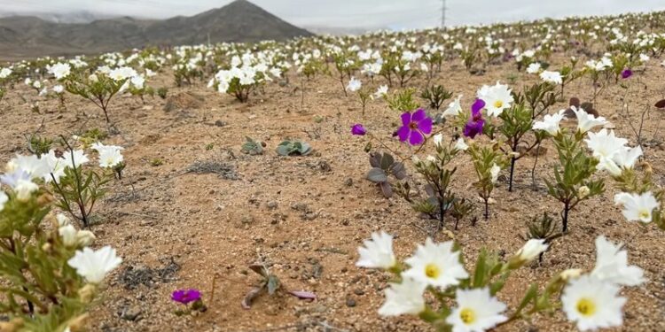 الصحراء الأكثر جفافا على وجه الأرض تزهر فجأة في حدث نادر للغاية
