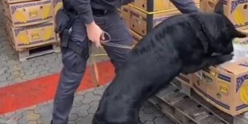 الإكوادور .. ضبط 3 أطنان كوكايين في شحنة موز متجهة لروسيا
