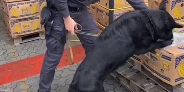الإكوادور .. ضبط 3 أطنان كوكايين في شحنة موز متجهة لروسيا