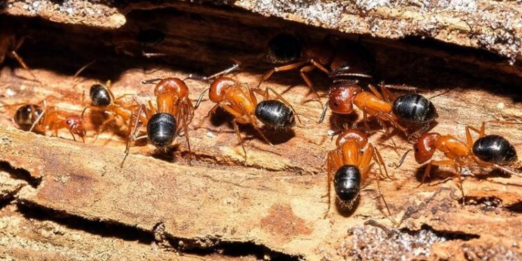 النمل على خطى البشر في إجراء عمليات بتر أطراف منقذة للحياة