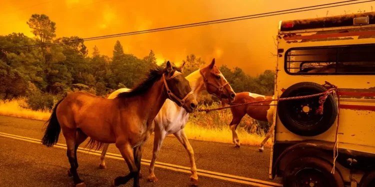 كاليفورنيا.. أكبر حريق غابات يتسبب بدمار عشرات المنازل و أوامر إجلاء بـ 4 مقاطعات